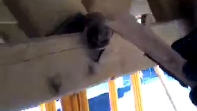 Летучая мышь смотреть онлайн