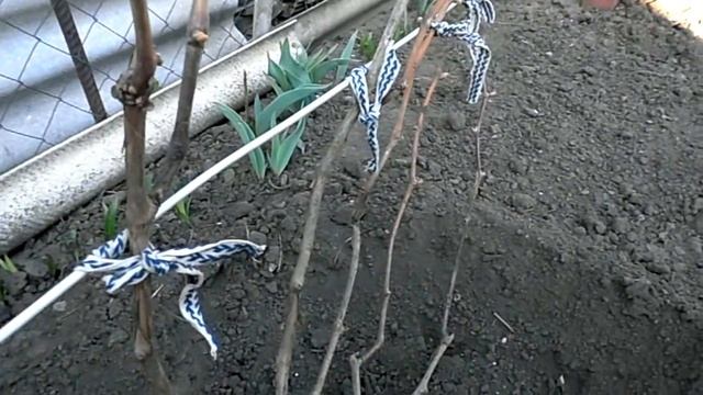 Чем обработать виноград после открытия весной. смотреть онлайн