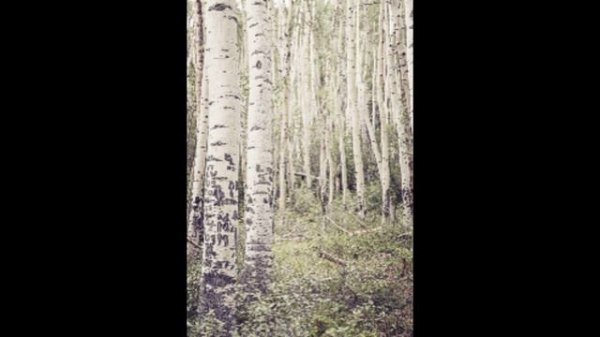 Булат Окуджава. Сборник. CD1