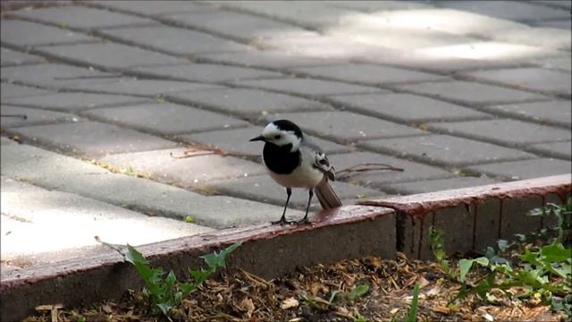 Поймала момент как трясогузка поет :) смотреть онлайн
