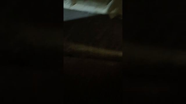 Ремонт в приюте Ласка, г.Барнаул смотреть онлайн