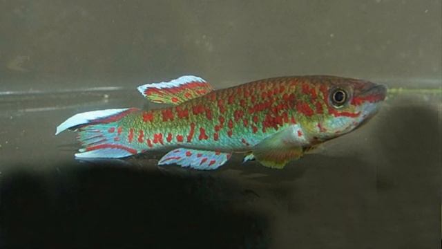 Fundulopanchax gardneri clauseni Akure bleu смотреть онлайн