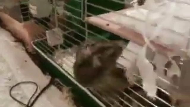 Мои забавные хомячки. Джунгарики. МордаБОЙ))) Смешные домашние животные. смотреть онлайн