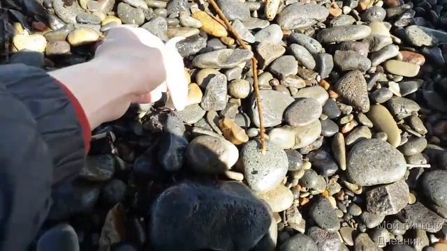 Собирал вдоль моря ракушки и наткнулся на непонятное морское существо смотреть онлайн