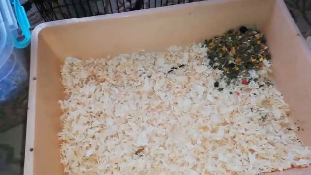 ГЕНЕРАЛЬНАЯ УБОРКА В КЛЕТКЕ У КРЫС / УХОД ЗА КРЫСАМИ / СМЕШНЫЕ ЖИВОТНЫЕ / ? смотреть онлайн