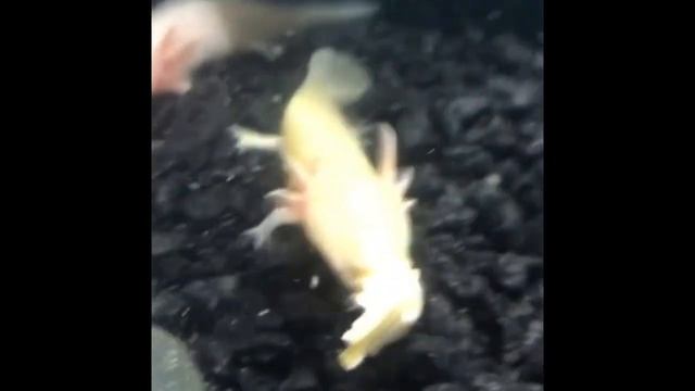 Видео покупки аксолотлей. #аксолотль #аксолотли #необычныепитомцы смотреть онлайн