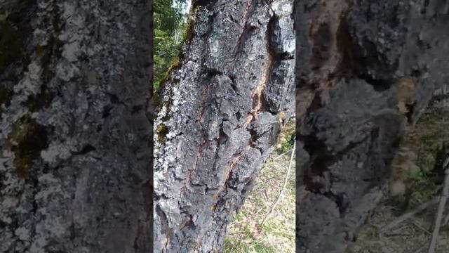 ВКО село Бобровка черная берёза. она же Амурская. смотреть онлайн