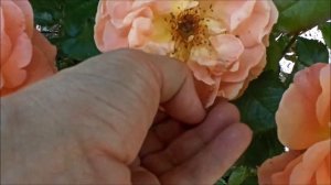 Роза Tatton ( #Таттон ) Новинка в моем саду!?