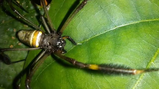 Nephila Clavipes смотреть онлайн