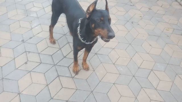ДРЕССИРОВКА ДОБЕРМАНА | DOBERMAN TRAINING смотреть онлайн