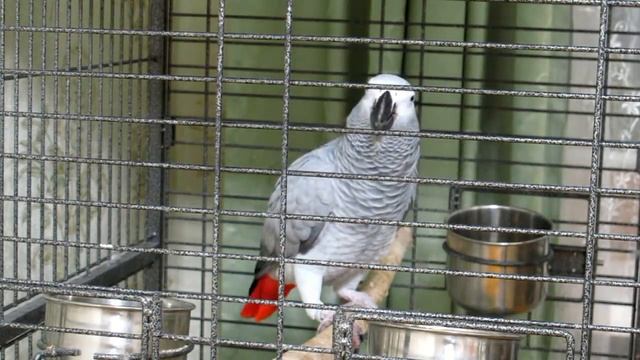 ВАУ! Попугай читает стихи лучше первоклашки!!! смотреть онлайн