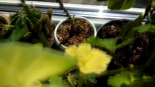 Почему желтеют молодые листья у пеларгонии смотреть онлайн