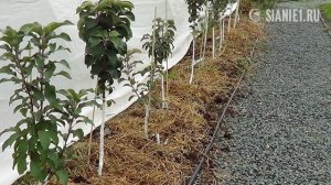 Как я укрываю на зиму колоновидные яблони на зиму
