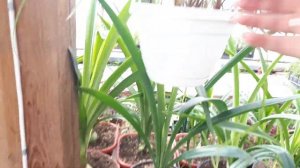 Почему не цветет зефирантес?