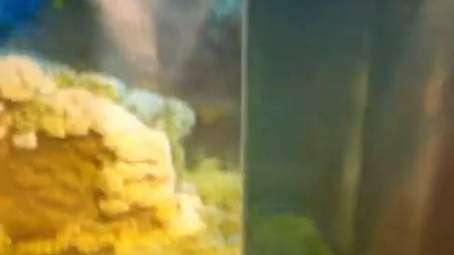 Дендрарий, Сочи, Аквариум смотреть онлайн