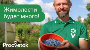 ЖИМОЛОСТЬ ДАСТ ОГРОМНЫЙ УРОЖАЙ СЛАДКИХ ЯГОД, если знать эти 5 особенностей!