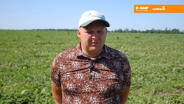 Арбуз Талисман. Nunhems, Basf смотреть онлайн
