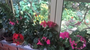 Как сохранить герань , пеларгонию зимой ( на долгие годы )