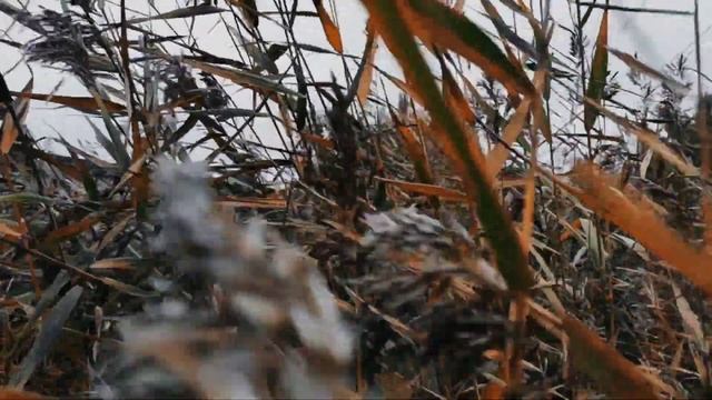VID 161758 Морская душа (К. Бальмонт)...Павел Васильев Лахтинский смотреть онлайн
