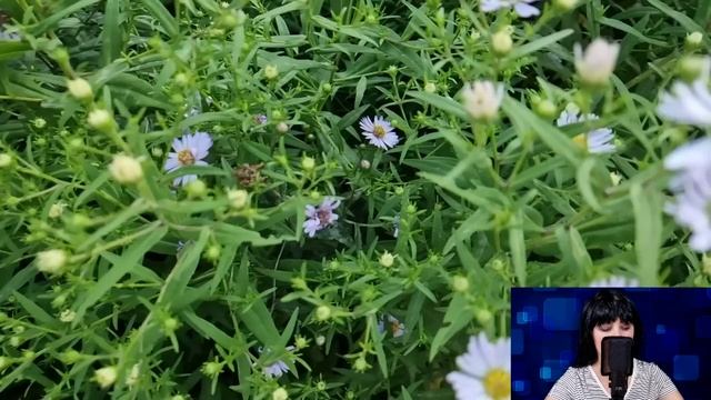 Гости на свадьбе застыли в шоке, когда увидели в дорогом платье дочку кладбищенского сторожа... смотреть онлайн