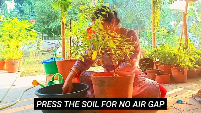 বারোমাসি গাছ সারা বছর ফুল| How to grow and care of Galphimia plant |Shower of Gold complete guidanc смотреть онлайн