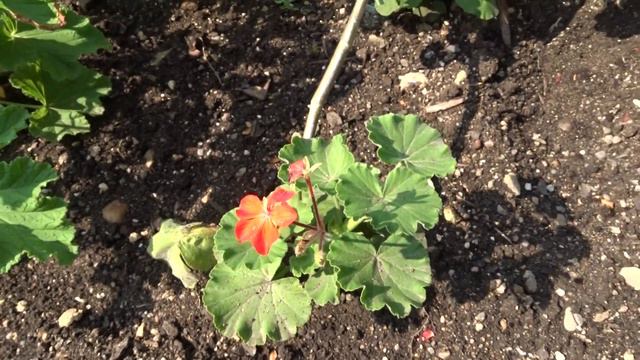 Pelargonium var. Horizont Picotee смотреть онлайн