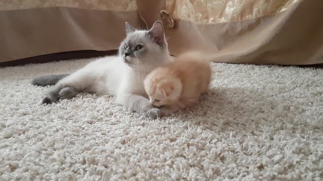 Шотландская кошка(скоттиш страйт) смотреть онлайн