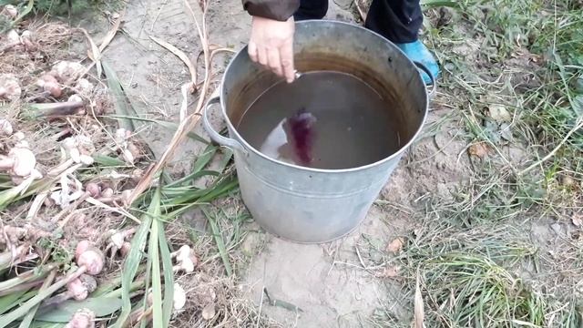 Подготовка гладиолусов к зиме. Мои цветы. Мой опыт. смотреть онлайн