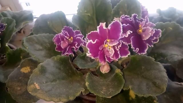 ЧЕМ ПОЛИЛА ЧТО ТАК ЦВЕТУТ !