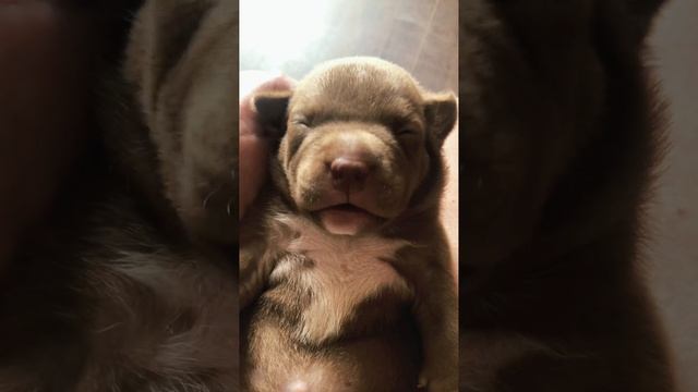 Медвежонок ?❤️ щенок американского булли