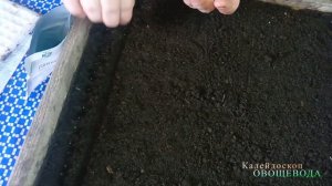Ранняя капуста за 45 дней
