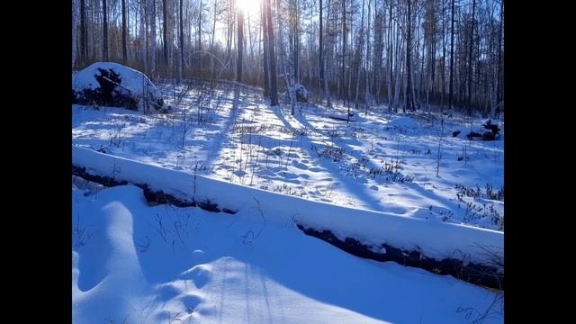 26 11 2022 Проверка капканов,удачно!!! смотреть онлайн