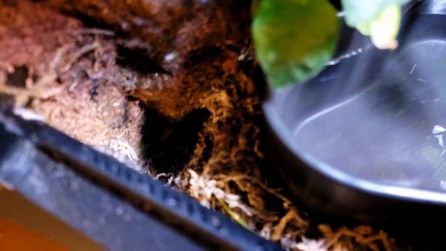 Bioactive Ball Python Setup: how to make it successful смотреть онлайн