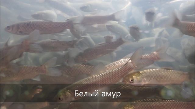 ☞ РЫБА ДЛЯ ПРУДА - Белый амур чистильщик садового пруда, полезная прудовая рыба смотреть онлайн