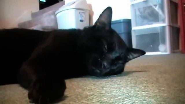 Talking Kitty Cat 5.5 - Meet Gibson! смотреть онлайн