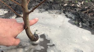 Обрезка 1-летнего саженца диплоидной сливы (Апрель 2021) - Агро Сад