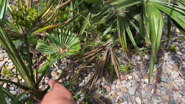 Palmy - Trachycarpus fortunei, Waszyngtonia robusta, butia capitata, daktylowiec kanaryjski, brahea смотреть онлайн
