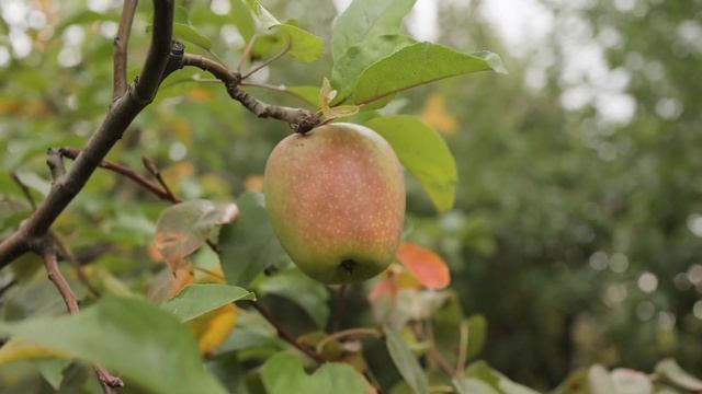 Дачные работы с 6 по 20 октября. ОБЯЗАТЕЛЬНЫЕ дела в саду и на огороде смотреть онлайн