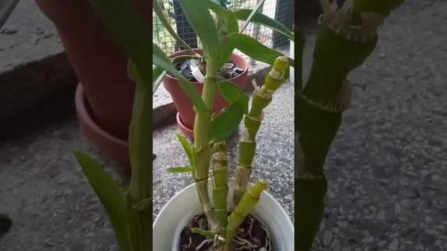 Най-общо за дендробиум нобиле / Dendrobium nobile basics смотреть онлайн