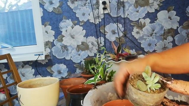 Пересадки продолжаются, пересадка строманта. смотреть онлайн