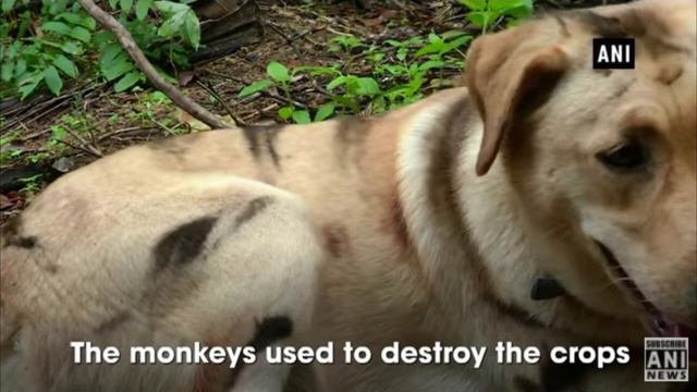 В Индии фермер перекрасил собаку в тигра. Причина поражает! смотреть онлайн