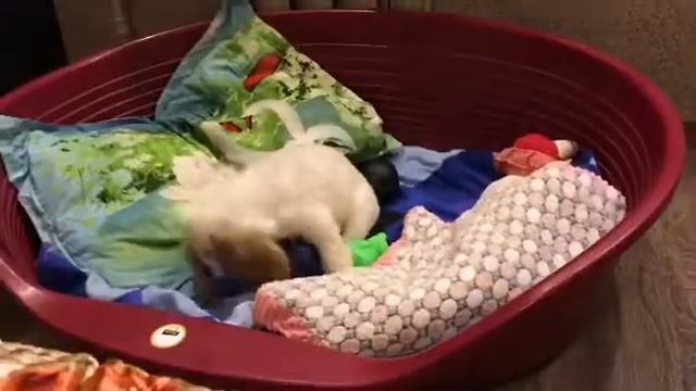 Щенки английского кокер спаниеля смотреть онлайн