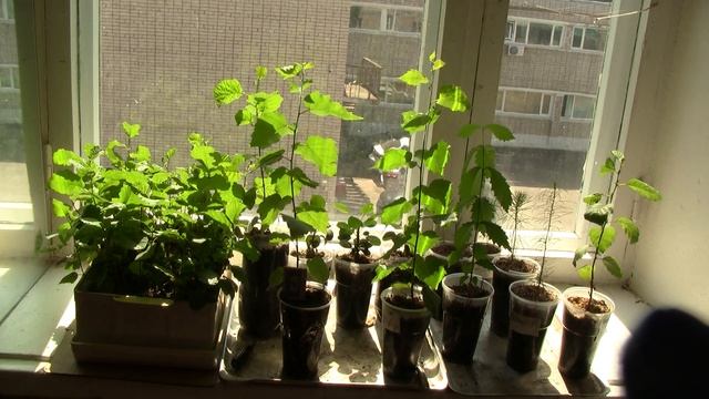 Выращивание деревьев. Закаливание.