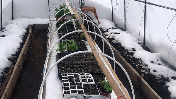 ТЕПЛЫЙ ПОЛ в ТЕПЛИЦЕ. Вынесли рассаду в теплицу.