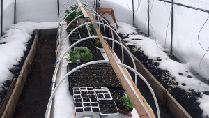 ТЕПЛЫЙ ПОЛ в ТЕПЛИЦЕ. Вынесли рассаду в теплицу.