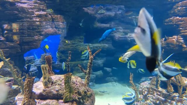 Лучший расслабляющий акварийм для отдыха и медитации. Anti -Stress Musik, Relax . смотреть онлайн