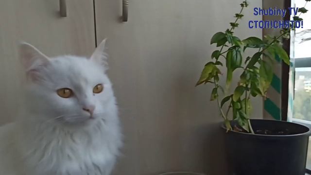 Пробуйте снимать на телефон все, что взбредет в голову! А потом смотрите, что получается. смотреть онлайн