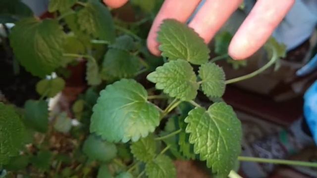 Мои комнатные растения с душистыми листьями смотреть онлайн