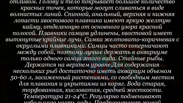 Аквариумная рыбка Афиосемион Гарднера смотреть онлайн