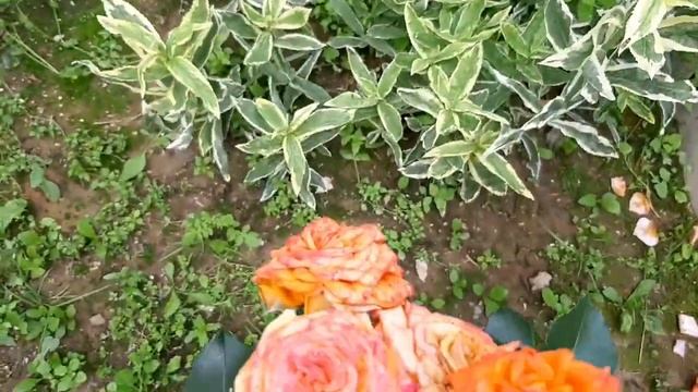 Розы: КОМТЕС ДЕ БАРИ ,АМУР ДЕ МОЛЕН , ГРАНД ОТЕЛЬ , ОРАНЖ БЭЙБИ , АКВА , ТЕРАКОТА , ИОАН ПАВЕЛ 2 смотреть онлайн